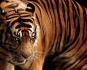 Tigre-de-Java (Panthera tigris sondaica) (1)
