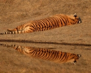 Tigre-de-Java (Panthera tigris sondaica) (2)