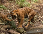 Tigre-de-Java (Panthera tigris sondaica) (3)