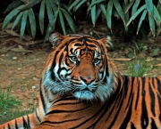 Tigre-de-Sumatra (Panthera tigris sumatrae) (1)