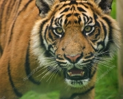 Tigre-de-Sumatra (Panthera tigris sumatrae) (1)