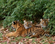 Tigre-de-Sumatra (Panthera tigris sumatrae) (2)
