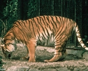 Tigre-do-Cápsio ou Tigre-Persa (Panthera tigris virgata) (1)