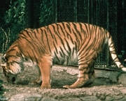 Tigre-do-Cápsio ou Tigre-Persa (Panthera tigris virgata) (1)