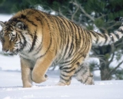Tigre-do-Cápsio ou Tigre-Persa (Panthera tigris virgata) (2)
