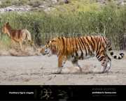 Tigre-do-Cápsio ou Tigre-Persa (Panthera tigris virgata) (3)
