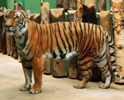 Tigre-Malaio (Panthera tigris jacksoni) (1)