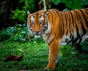 Tigre-Malaio (Panthera tigris jacksoni) (1)