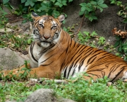 Tigre-Malaio (Panthera tigris jacksoni) (2)