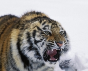 Tigre-Siberiano (Panthera tigris altaica) (1)