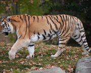 Tigre-Siberiano (Panthera tigris altaica) (2)
