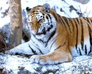 Tigre-Siberiano (Panthera tigris altaica) (3)