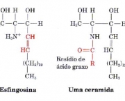 triacilglicerois-caracteristicas-gerais-2