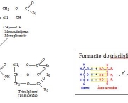 triacilglicerois-caracteristicas-gerais-4