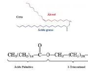 triacilglicerois-caracteristicas-gerais-5