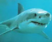 Tubarão Branco 3