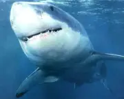 Tubarão Branco 4