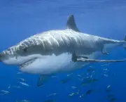 Tubarão Branco 8