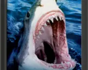 Tubarão Branco 9