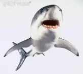Tubarão Branco 15