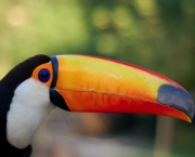 tucano