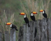 foto-tucano-toco-12