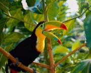 tucano-bico-verde