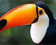 Ramphastos_toco06