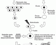 tudo-sobre-clonagem-1
