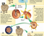 tudo-sobre-clonagem-2