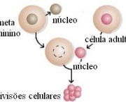 tudo-sobre-clonagem-4