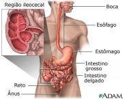 tudo-sobre-intolerancia-a-gluten-3