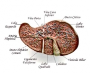 Tudo Sobre O Seu Figado- (3)