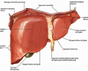 Tudo Sobre O Seu Figado- (6)
