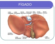 Tudo Sobre O Seu Figado- (17)