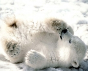 fotos-urso-polar.jpg