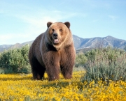 paisagem-urso-5.jpg