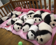 baby-panda.jpg
