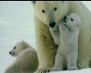 Urso Domesticado no Banheiro (3).jpg