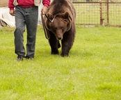 Urso Domesticado no Banheiro (13).jpg