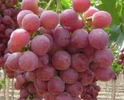 uvas-vermelhas-2