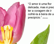 tulipa_amor