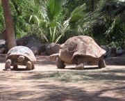 zoologico-de-phoenix-27