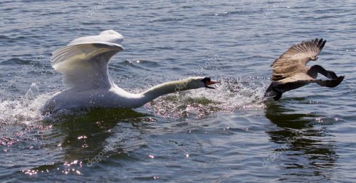 Cisne Bravo Atacando um Ganso