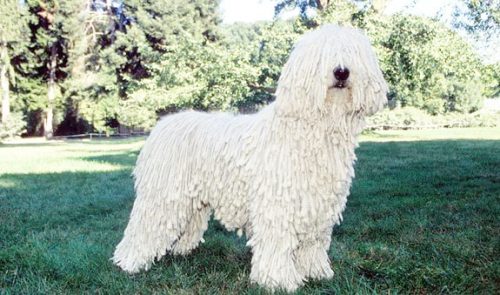 Komondor