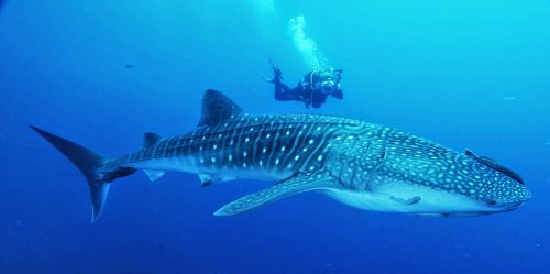 Tubarão Baleia ao Lado de um Mergulhador
