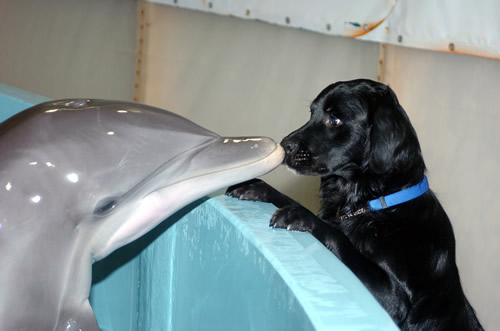 Foto de Beijo Entre Cachorro e Golfinho