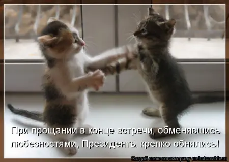 Briga de Gatos