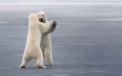 Dança de Urso
