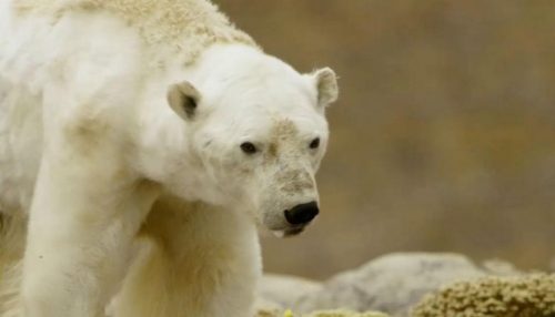 Dia Internacional do Urso Polar